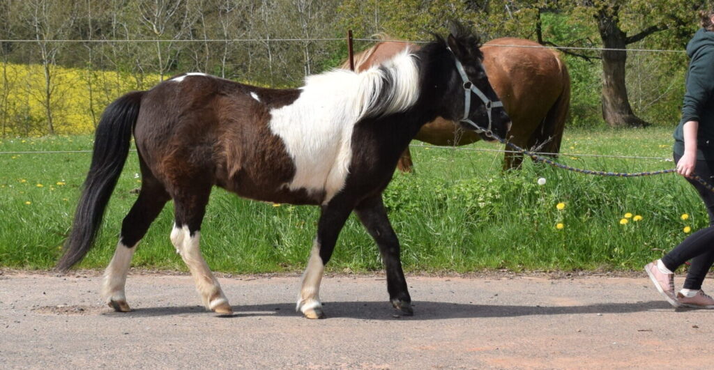 Tierphysio Hessen