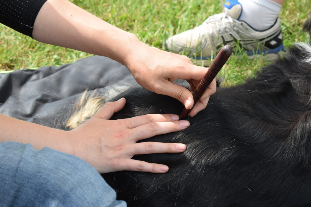 Tierphysio Hessen
