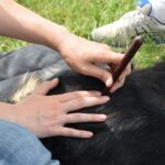 Triggerpunktbehandlung, Stresspunktbehandlung Hund