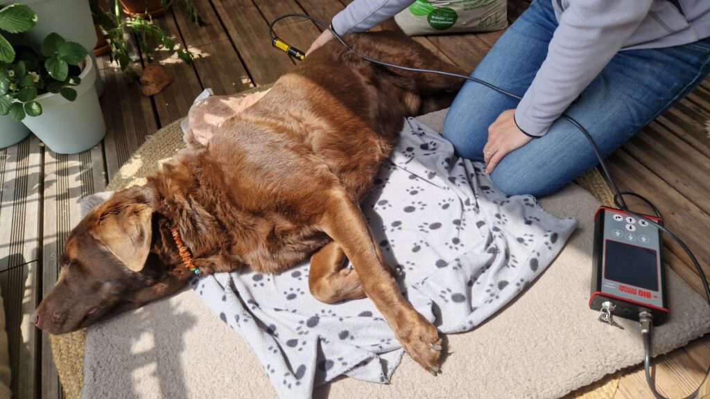 Tierphysio Hessen