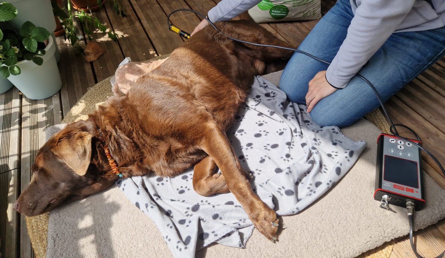 Lasertherapie Hund