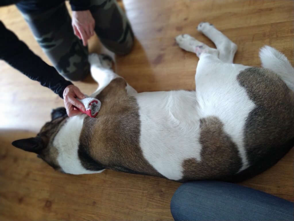 Tierphysio Hessen