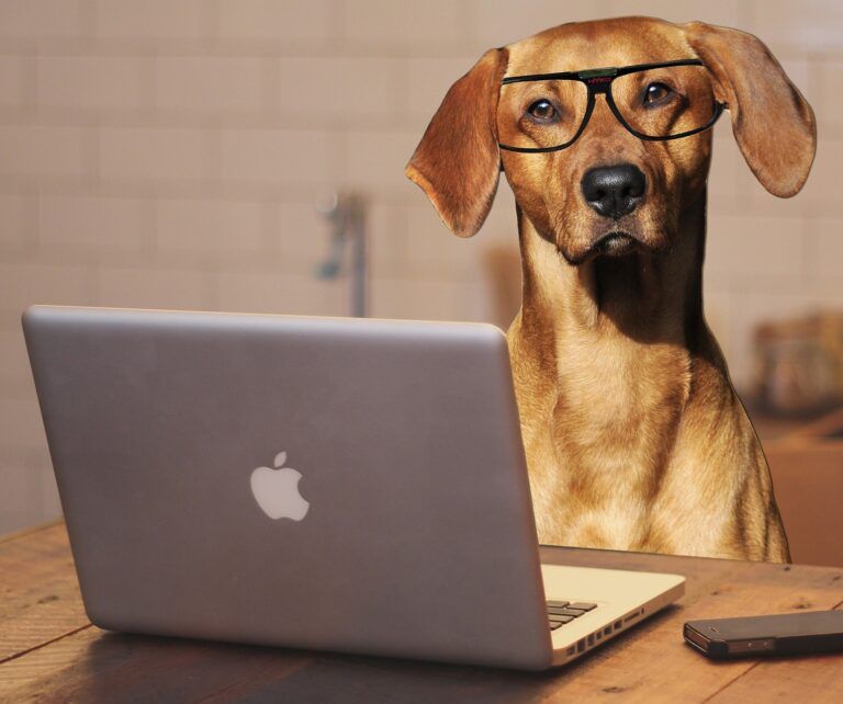 Hund Workshop Lernen