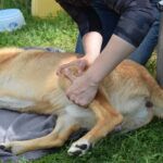 tierphysiotherapie
