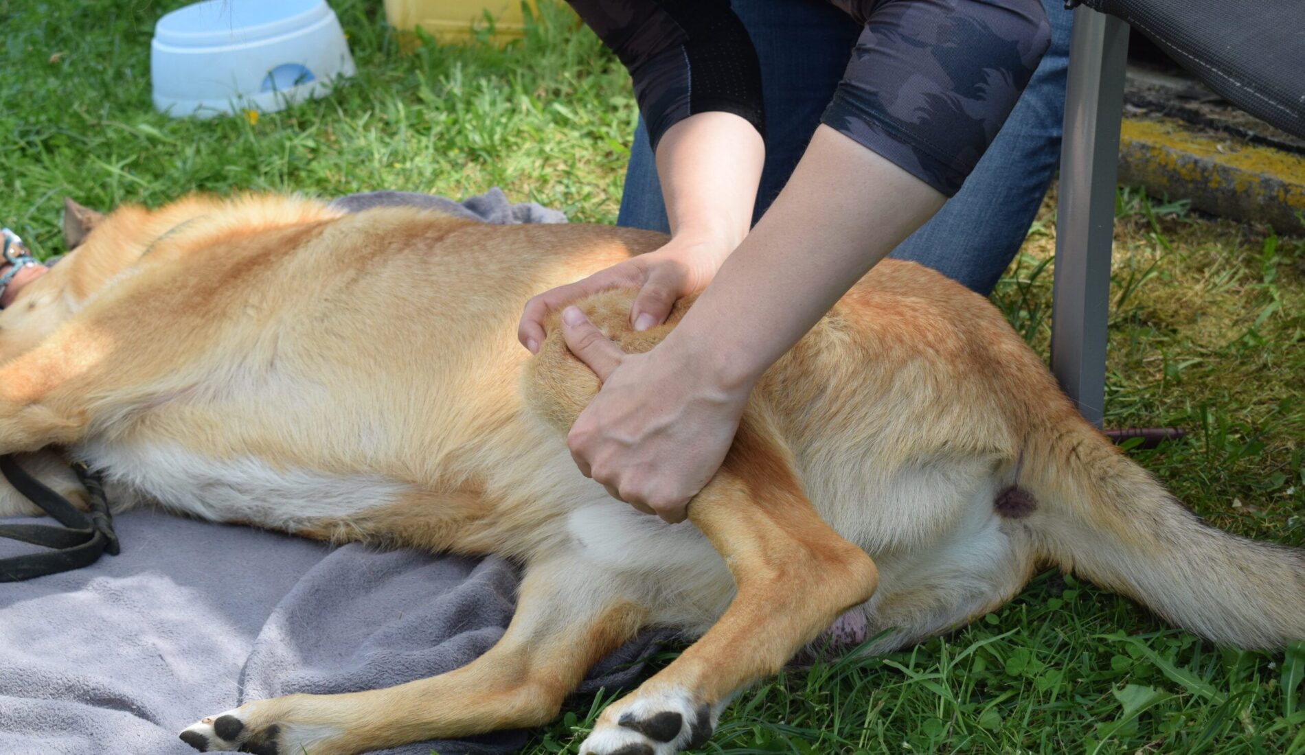 tierphysiotherapie