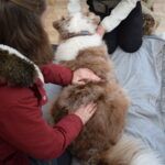 tierphysiotherapie