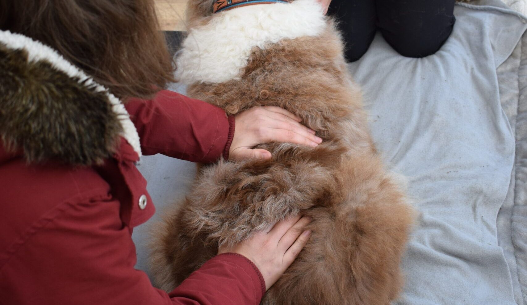 tierphysiotherapie