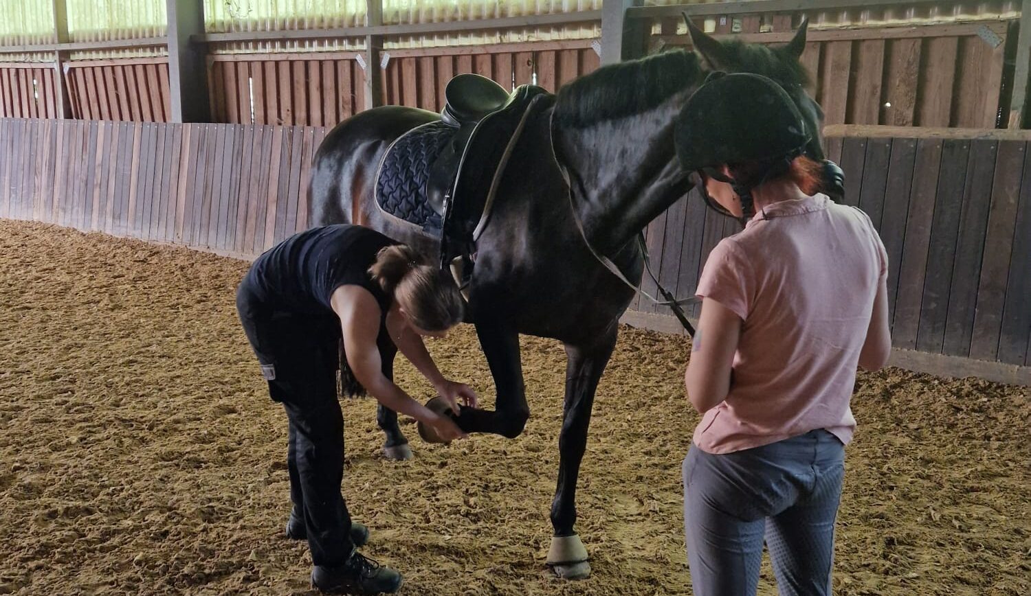 tierphysiotherapie, testung