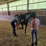 tierphysiotherapie, testung