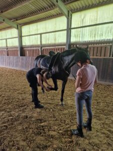 Tierische To-Dos + kostenlose Checkliste für Dich