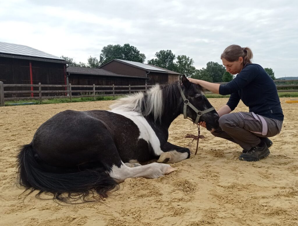 tierphysiotherapie