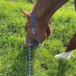 Stoffwechsel Pferd Blogartikel TierDa