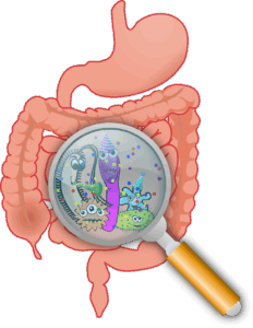 Darmmikrobiom von Hund, Pferd, Mensch