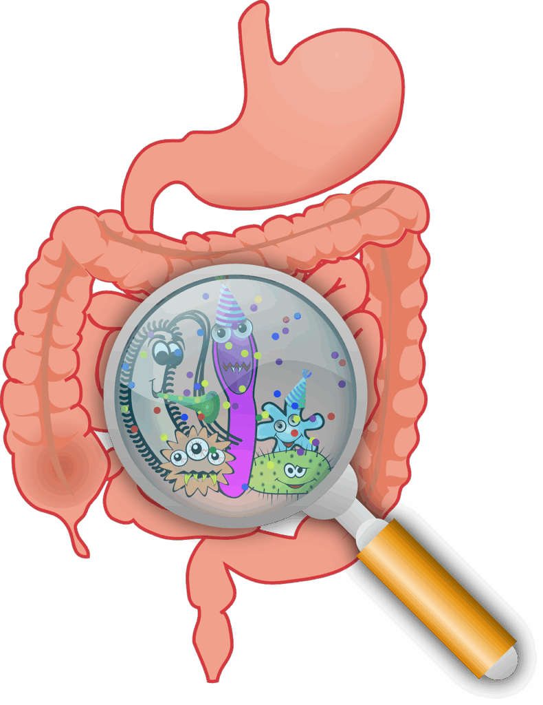Stoffwechsel-Organ Darm
