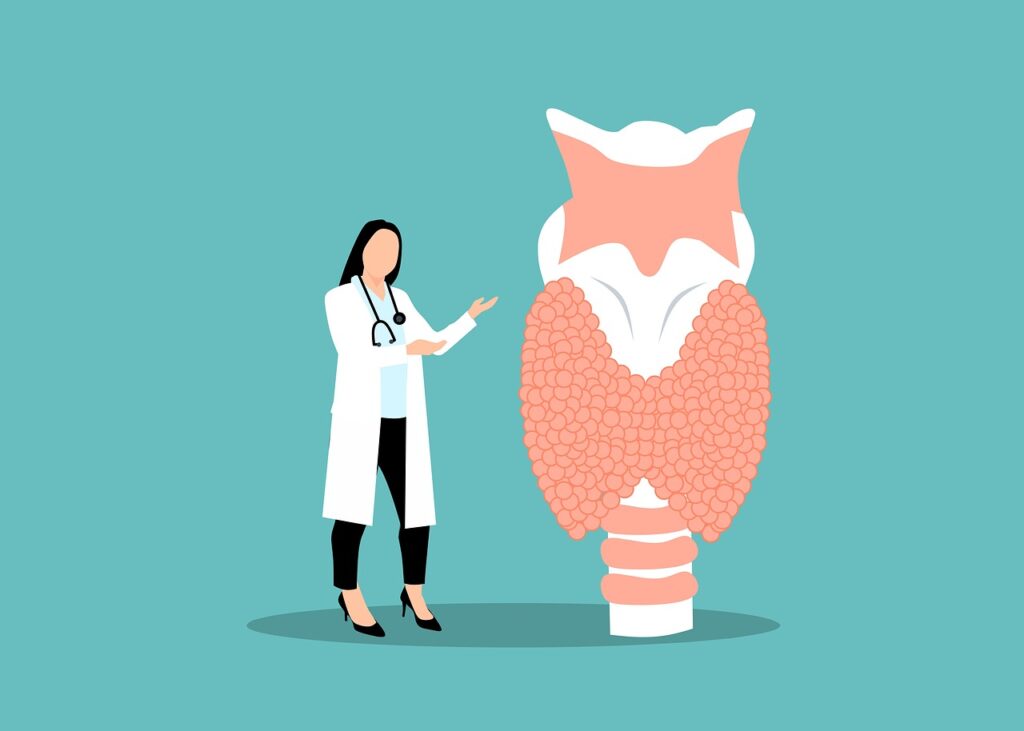 Stoffwechsel-Organ Schilddrüse