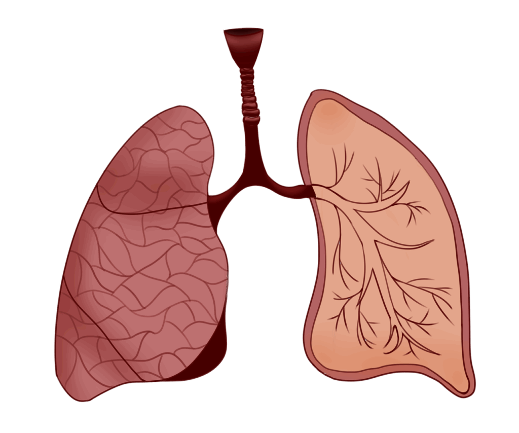 Stoffwechsel-Organ Lunge