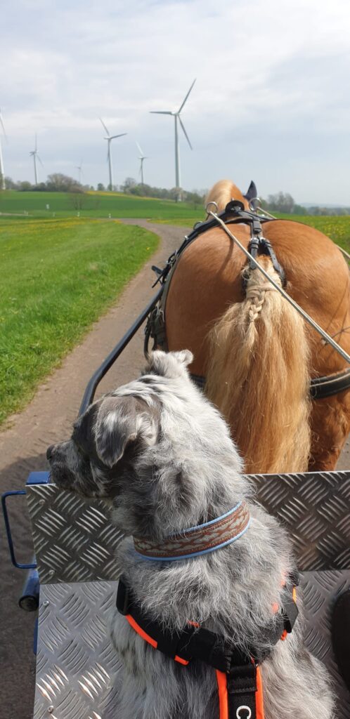 Ciri Erfahrungsbericht