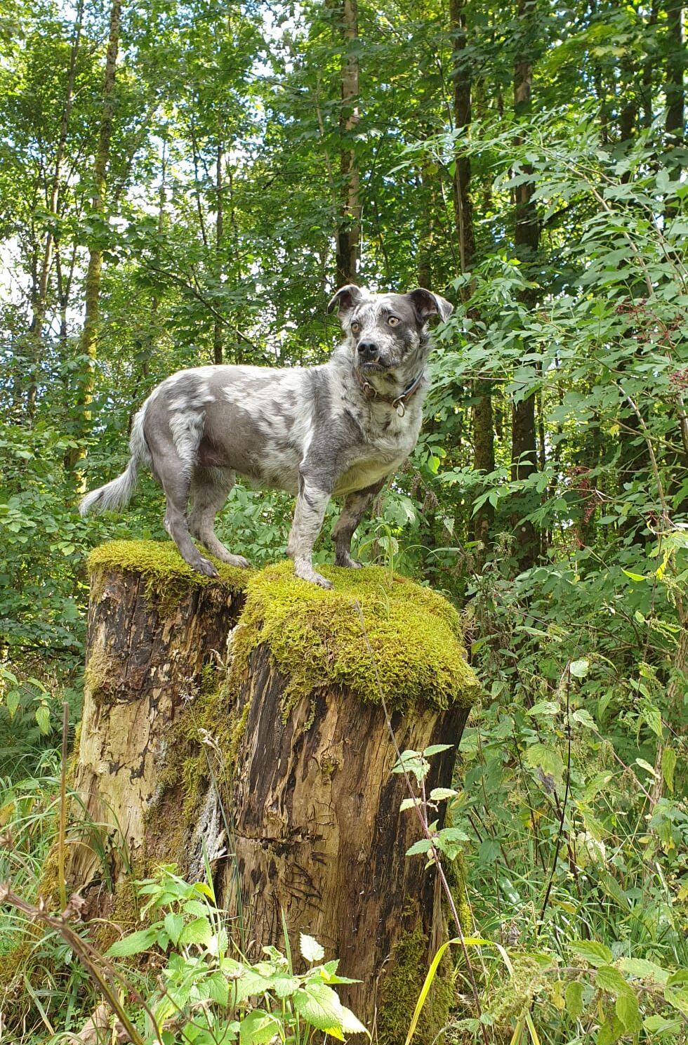 Ciri Erfahrungsbericht