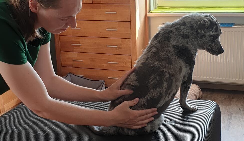 Tierphysiobehandlung Ciri