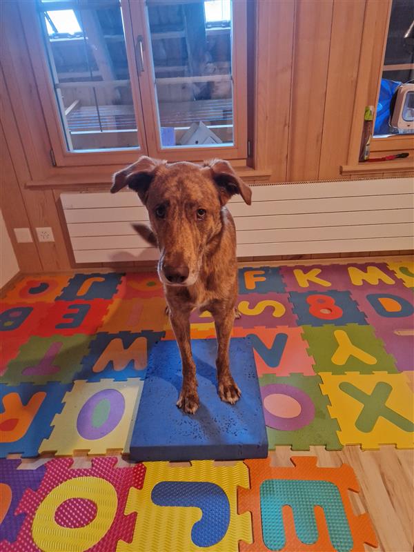 Hundefitness Trainingsplanung