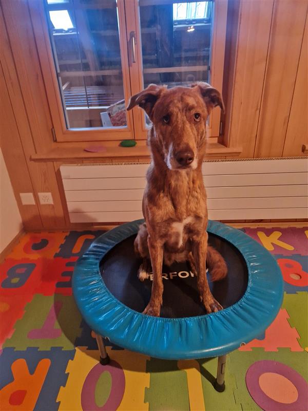 Hundefitness Trainingsplanung