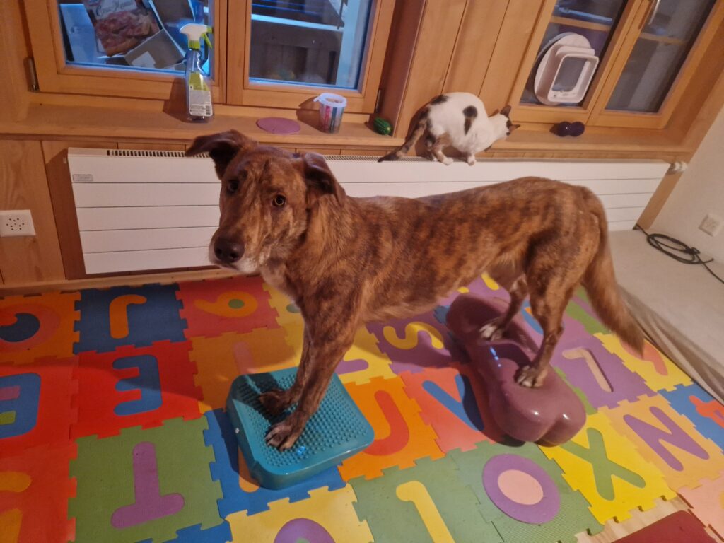 Hundefitness Trainingsplanung