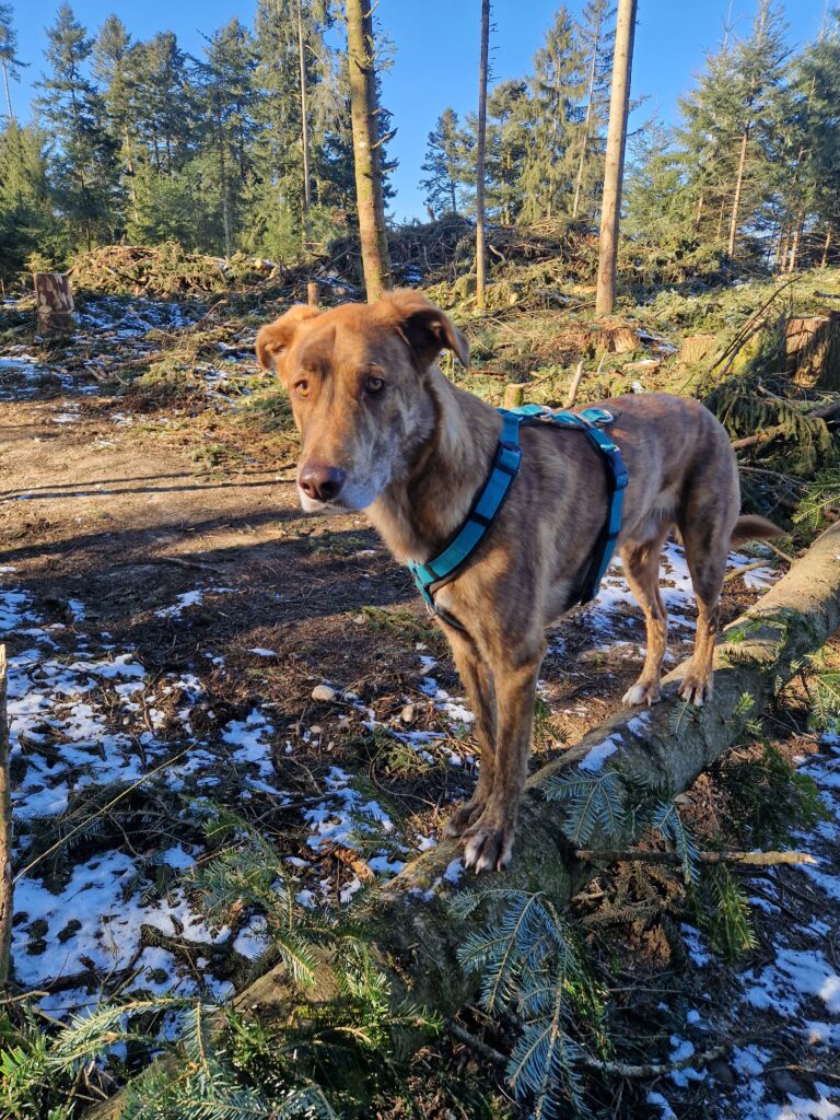 Hundefitness Trainingsplanung