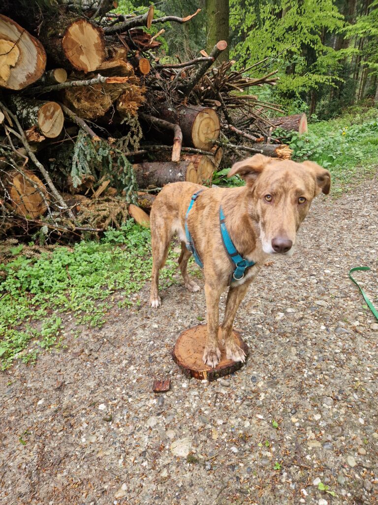 Hundefitness Trainingsplanung