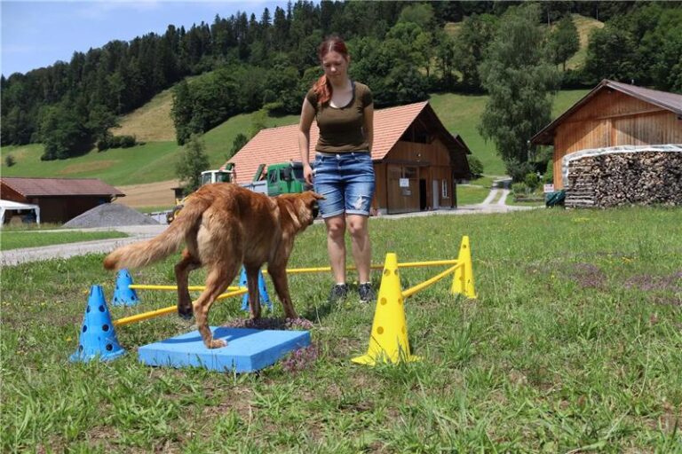 Hunde Fitness Training Trainingsplanung