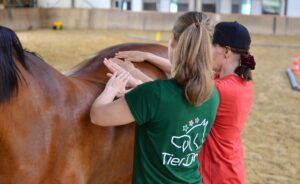 Starker Rücken Workshop TierDa