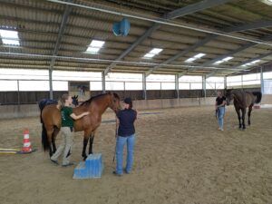 Starker Rücken Workshop TierDa