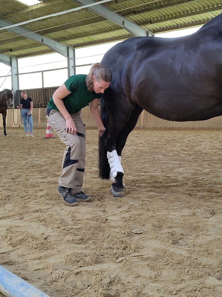 Rücken-Fit Kurs für Hund und Pferd