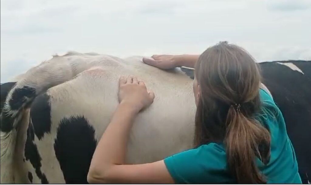Palpation Rind Palpation Rind